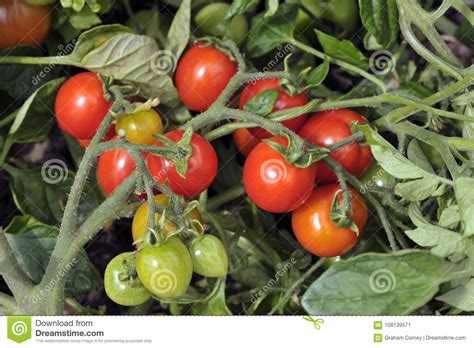 Plum Tomato Plant With Tomatoes Ripening Stock Image Image Of Fruits
