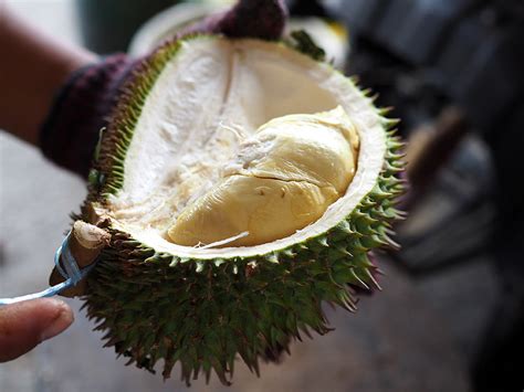 Go Catch Wild Durian Hutan Near Kuala Lumpur Year Of The Durian