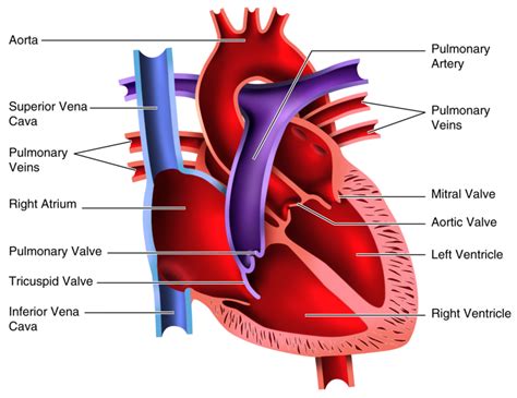 They also take waste and carbon dioxide away from the tissues. Lungs clipart heart blood vessel, Lungs heart blood vessel Transparent FREE for download on ...