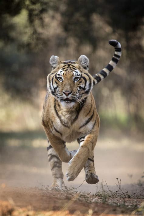 A man of action not to be. Tigers in Action | Animal Planet