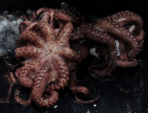 Woman Live Streams Eating Live Octopusoctopus Fights Back