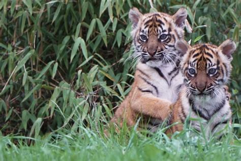 Twin Sumatran Tiger Cubs Born At British Zoo Observer
