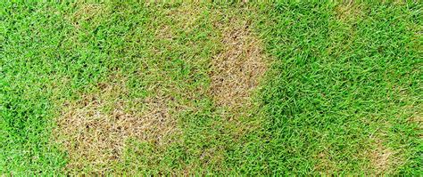 Brown Patch And Dollar Spot Two Lawn Diseases To Watch Out For In