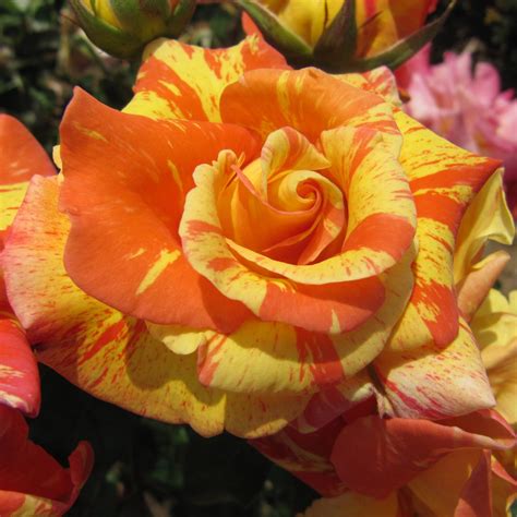 Dancing Sunset Rose Striped Climber Style Roses