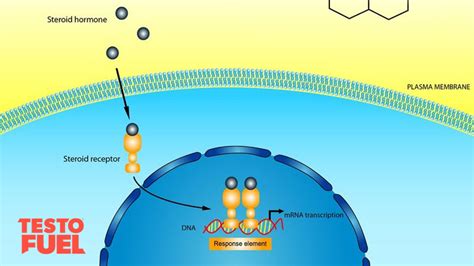 How Does Testosterone Function Inside A Cell Testofuel Blog