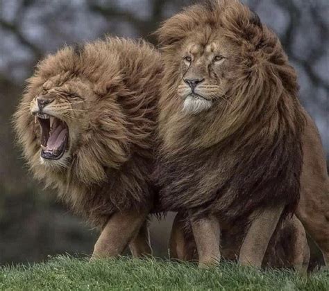 Lion synonyms, lion pronunciation, lion translation, english dictionary definition of lion. 🔥 Majestic lions : NatureIsFuckingLit