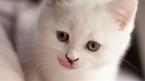 Wallpaper Kitten Fluffy Pet Cute White Hd Picture Image
