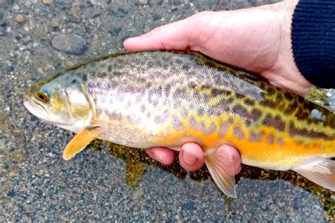 Fishing For Tiger Trout A Complete Guide Fishing Duo