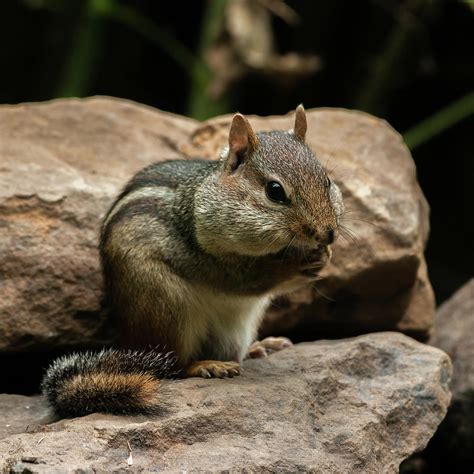 Eastern Chipmunk 2752 2 S Photograph By Jerry Owens Fine Art America