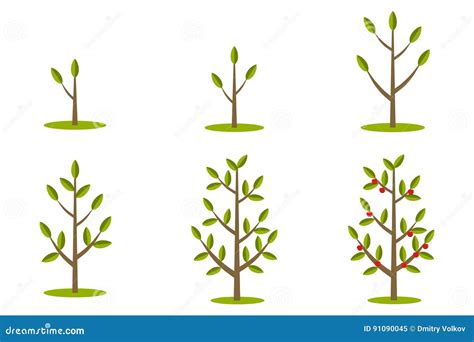 Fases De Crecimiento Del árbol Stock De Ilustración Ilustración De