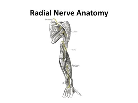 Radial Nerve Palsy
