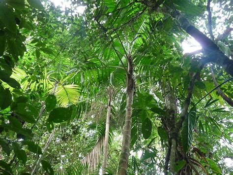 Tropical Forest Response To Drought Depends On Age The Water Network
