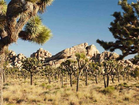 Joshua Tree National Park Visit Palm Springs