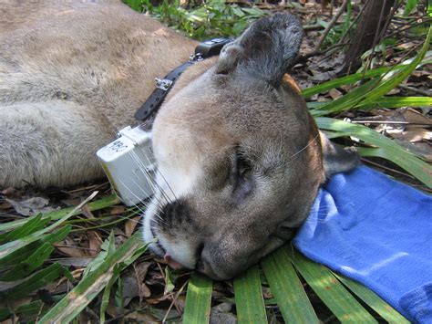 Panther Getting Tracking Collar Biologists Tranquilized Th Flickr