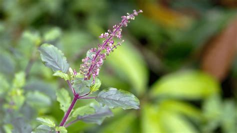 What Are The Different Types Of Holy Basil