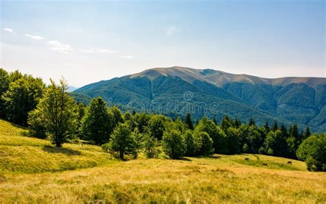 Beech Forest On Grassy Meadows In Mountains Stock Photo Image Of