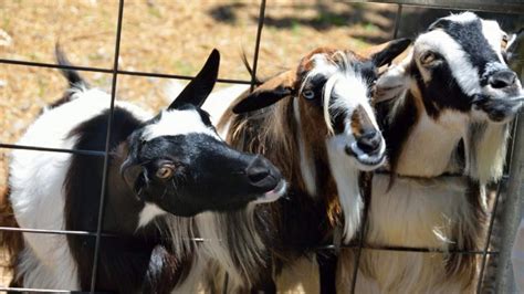 Raising Goats 11 Most Important Things You Need To Know