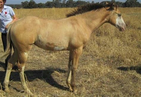 cayuse indian pony foal horses pony foals