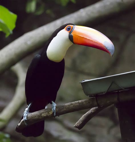 Pictures And Information On Toco Toucan