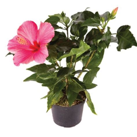 Hibiscus Rosa Sinensis Flores Cultura Mix