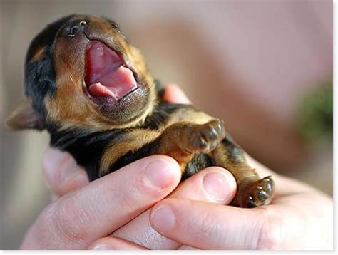 Bringing your baby home is an exciting event. the cutest baby puppy ever - Picture | eBaum's World