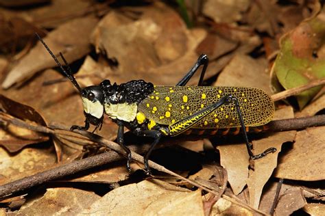 We did not find results for: Yellow Spotted Grasshopper (Aularches miliaris, Pyrgomorph ...