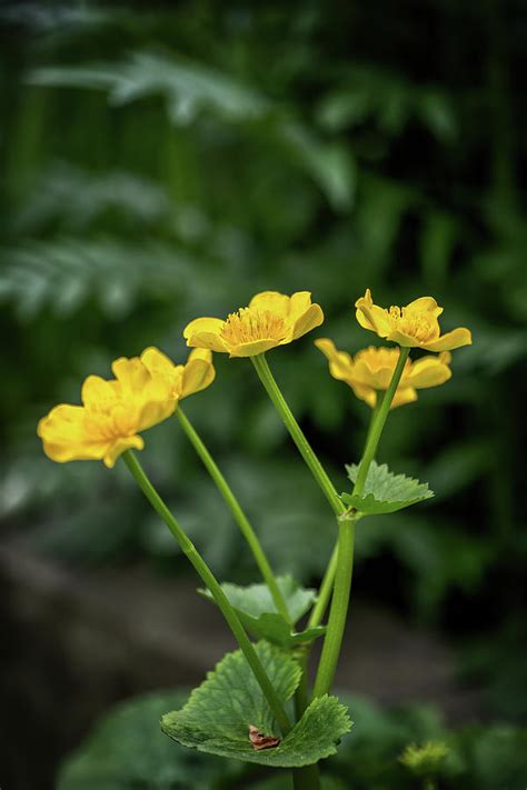 Caltha Palustris Kingcup Yellow Flower Photograph By Artur Bogacki Pixels