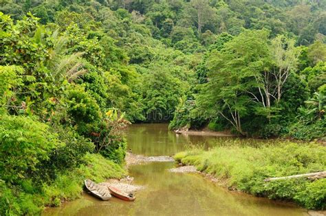 Selva Tropical En Una Isla Borneo En Indonesia Imagen De Archivo