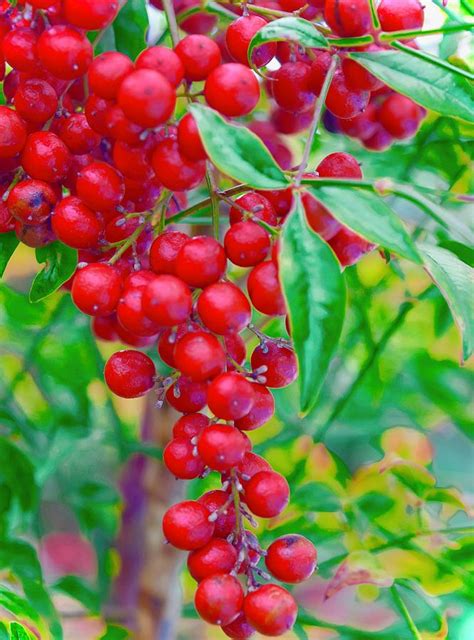 Ornamental Bush Berries Photograph By Debra Grace Addison Fine Art