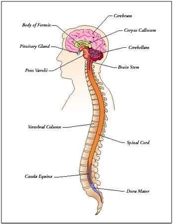 The central nervous system (cns) is the part of the nervous system consisting primarily of the brain and spinal cord. Jump Training: T&F, Basketball, Football, Etc: Central ...