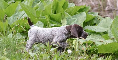 German Shorthaired Pointer Growth Chart Gsp Weight And Size