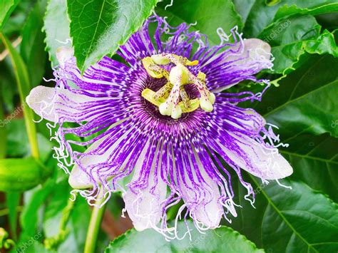 Maracuja Passion Fruit Flower — Stock Photo © Nataliglado 6643009