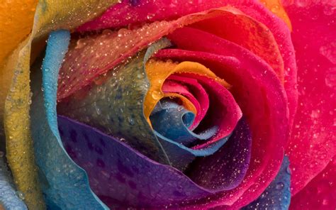 wallpapers: Colorful Rose Wallpapers