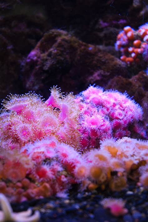 Pink Coral Stock Image Image Of Coral Aquarium Marine 7001427