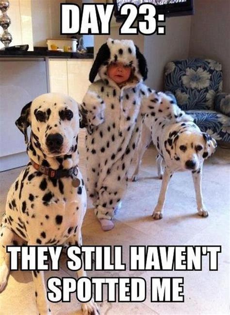 Funny Dog And Cat Photos With Captions Motley Dogs