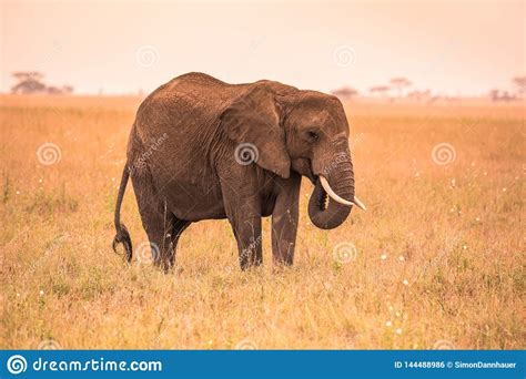 Lonely African Elephant In The Savannah Of Serengeti At