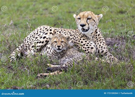 Cheetah With Baby Cub Stock Photo 2349000