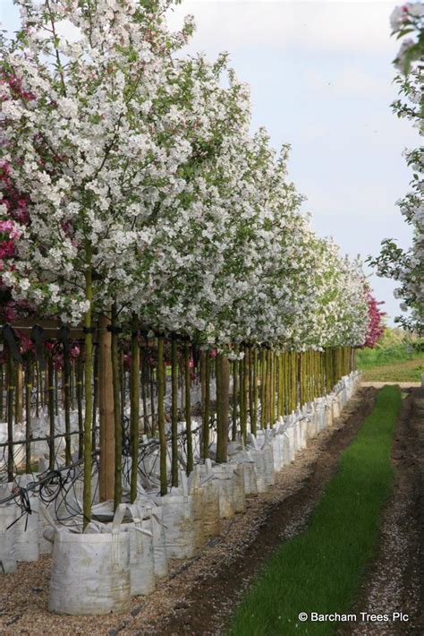 Politician >> city customization iii gardens city rank required: Malus 'White Star' is a lovely medium sized crab apple. There is a splendid show of white star ...