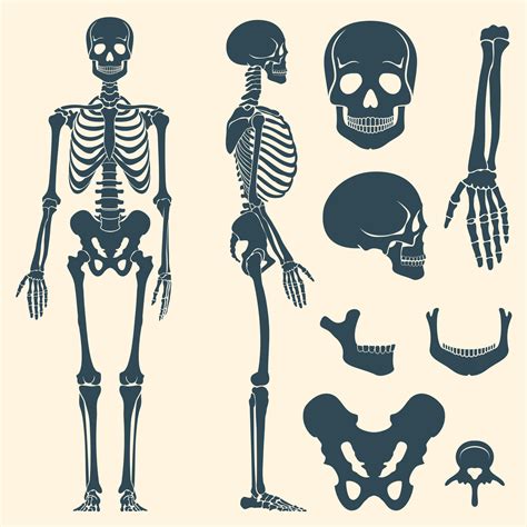 Human Bones Orthopedic And Skeleton Silhouette Vector Image My Xxx