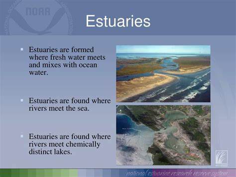 Ppt Survival In An Estuary Powerpoint Presentation Free Download