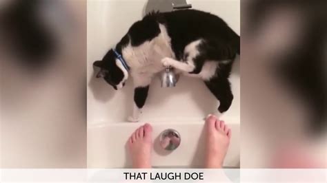 Ultimate Funniest Pet Fails 2018 Funny Pet Videos Youtube