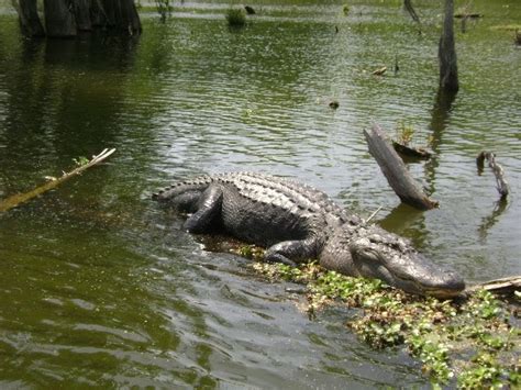 Louisiana Swamp Tours Louisiana Swamp Tour Alligators