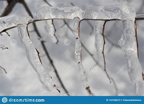 Close Up Of A Thick Layer Of Ice On The Branches Of Trees Stock Photo