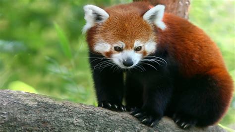 1920x1080 Firefox Panda Little Panda Bamboo Bear Red