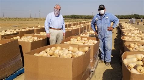 Food banks throughout california provide united states department of agriculture (usda) commodities for distribution to eligible individuals and households within their respective service areas. Fresno County farmer's inspiration leads to large squash ...