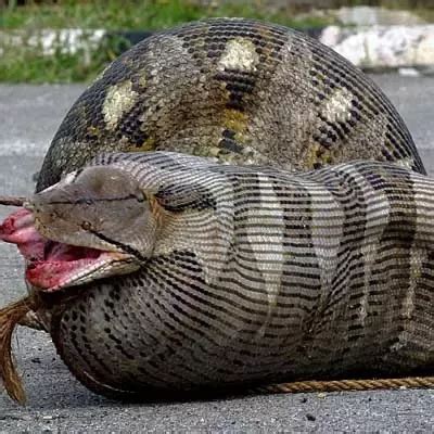 Syfi Giant Snakes Eating People