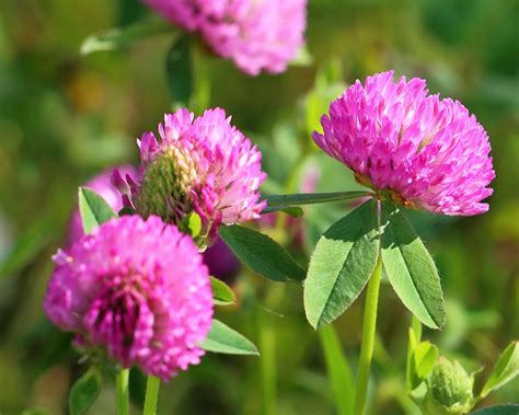 Clover or trefoil are common names for plants of the genus trifolium (latin, tres three + folium leaf), consisting of about 300 species of flowering plants in the legume or pea family fabaceae originating in europe. Berger International › Red Clover Seed