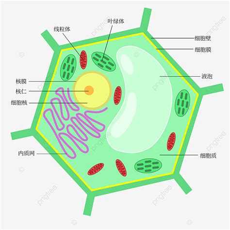 Cells Biology Vector Design Images Educational Map Of Plant Cell