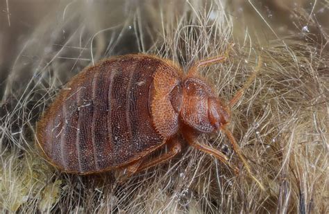 Can Ivermectin Help Exterminate Bed Bugs Study The Jerusalem Post