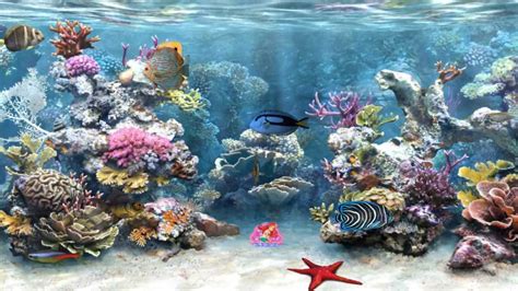 Free Animated Fish Wallpaper Photos